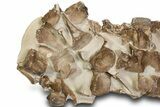 Fossil Plesiosaur (Thililua?) Vertebrae in Rock - Asfla, Morocco #328639-4